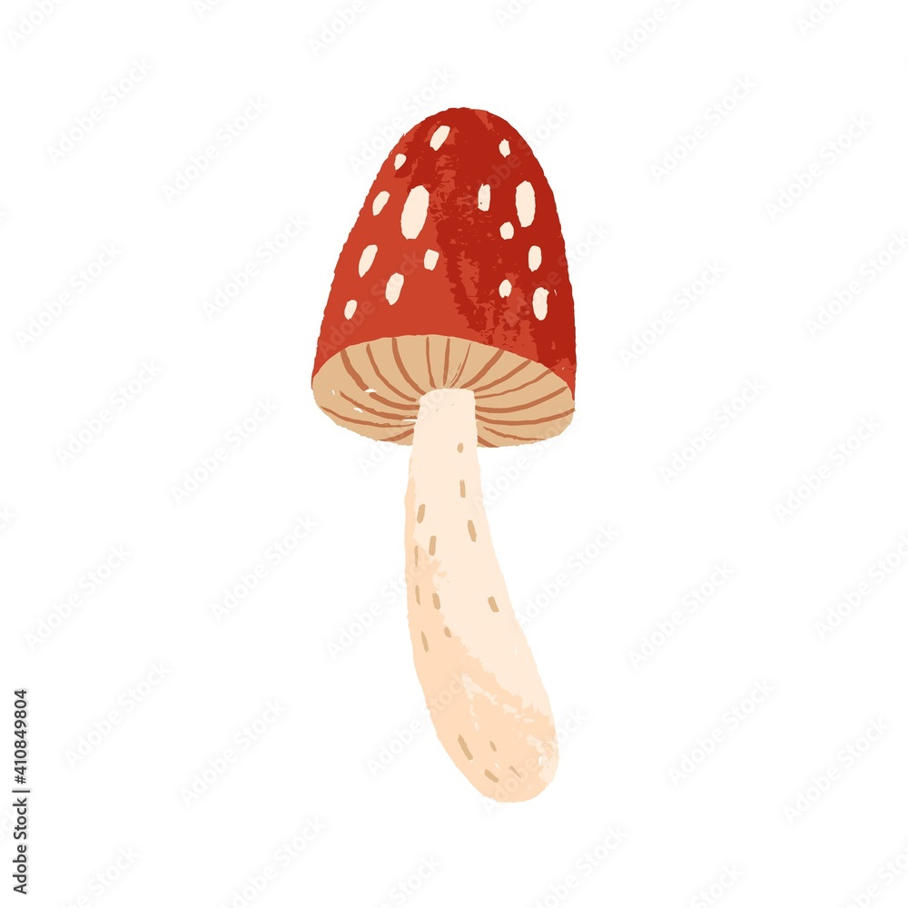 Amanita or fly agaric isolated on white background. Cute mushroom with red cape and spots. Hand drawn colored flat textured vector illustration Amanita or fly agaric isolated on white background. Cute mushroom with red cape and spots. Hand drawn colored flat textured vector illustration