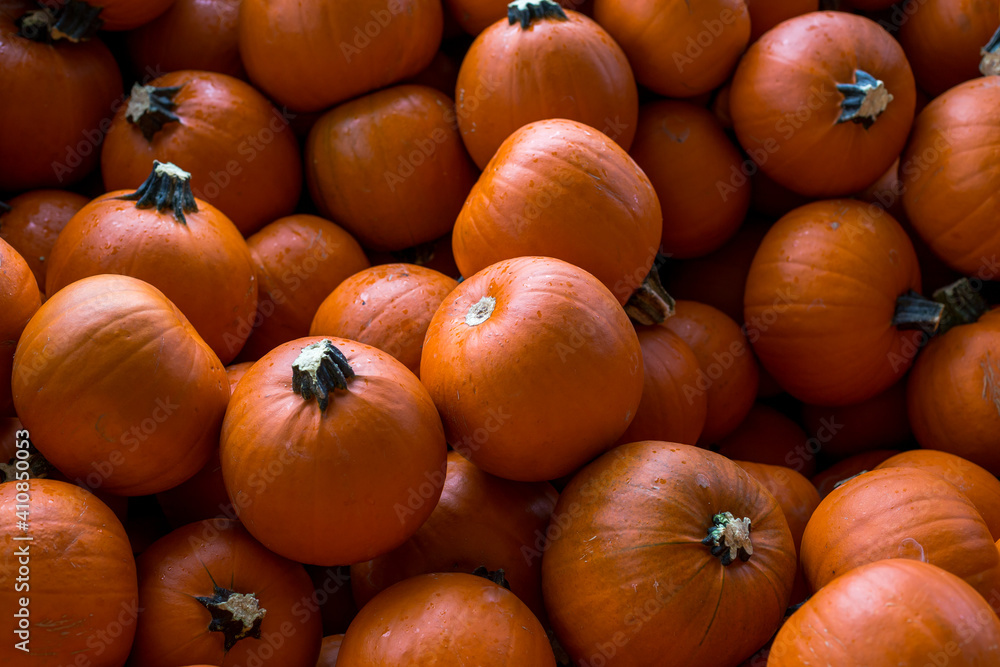 Bright orange pumpkins close-up, ready for sale Bright orange pumpkins close-up, ready for sale