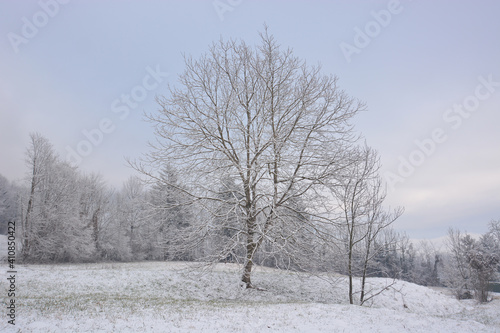 the tree under the first snow of autumn © corradobarattaphotos