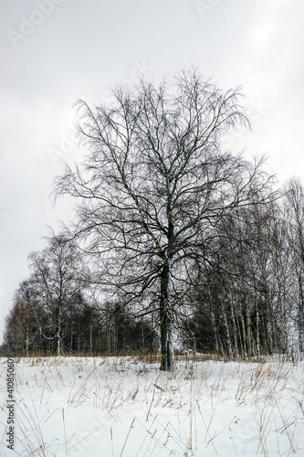 Wallpaper Mural birch in winter in the forest Torontodigital.ca