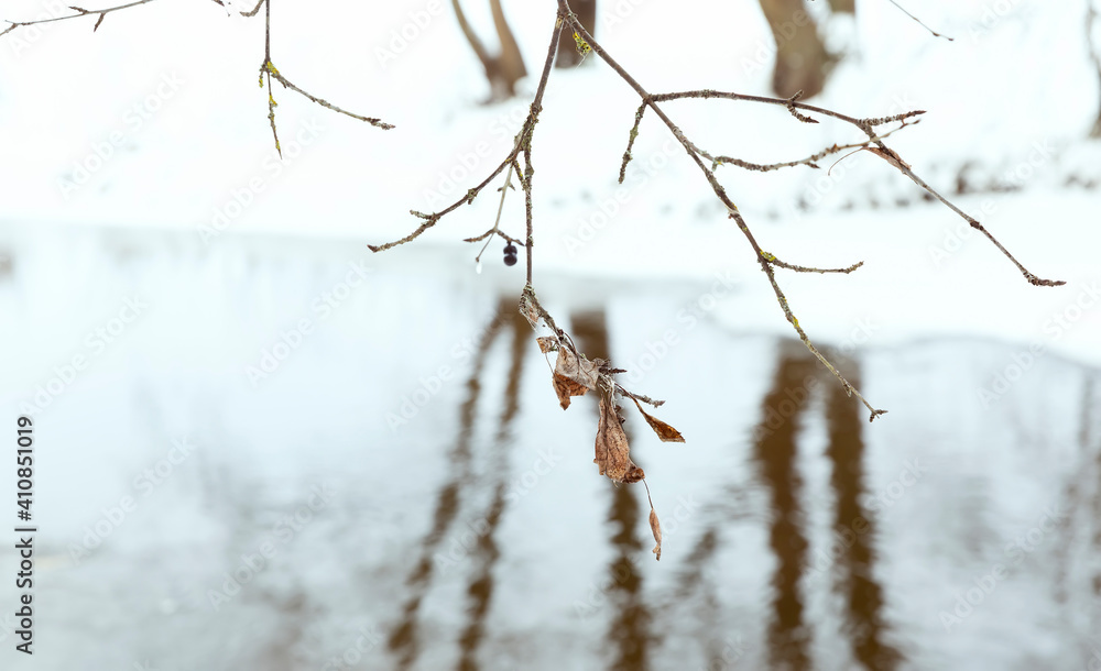 Branches with dry leaves on the background of a forest river on a frosty day Branches with dry leaves on the background of a forest river on a frosty day