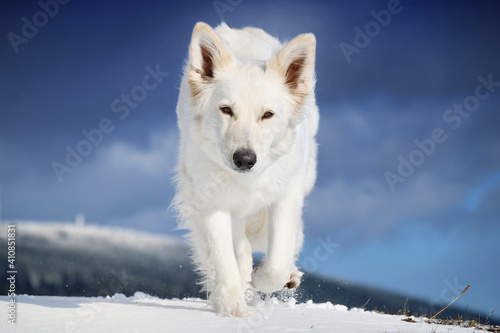 White Swiss Shepherd dog portrait