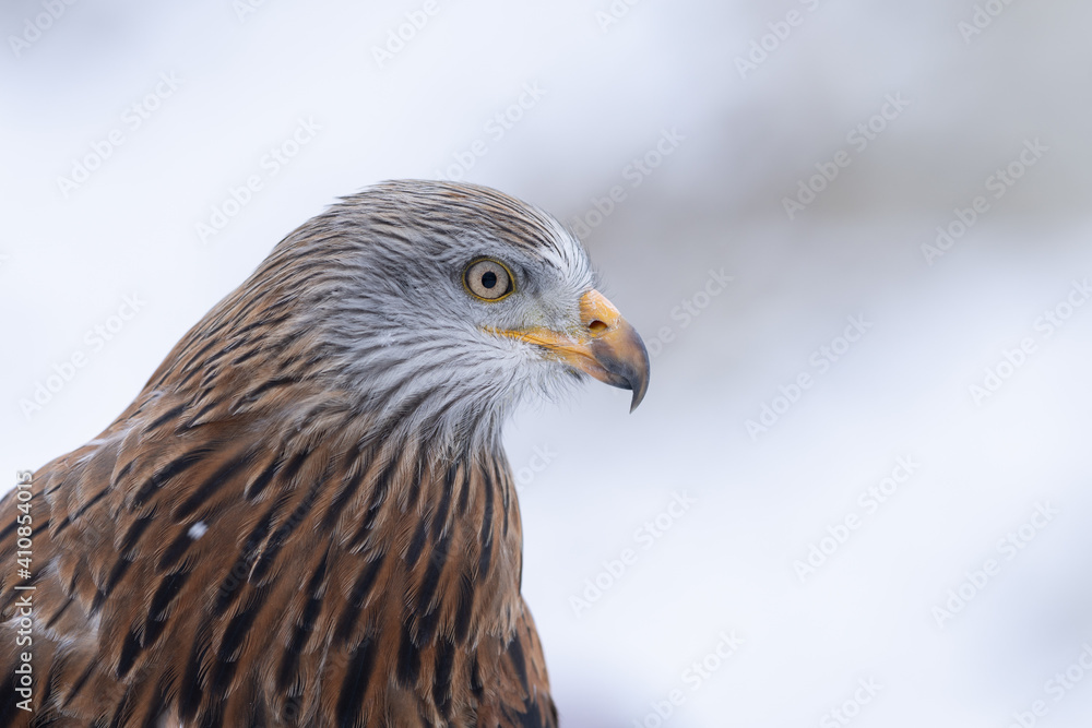 Red Kite head closeup (Milvus milvus) Red Kite head closeup (Milvus milvus)