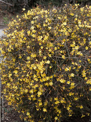 Jasminum nudiflorum - Shrub of Winter jasmine or Yingchum with yellow flowers on arching bare stems photo