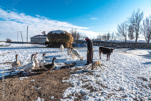Tableau sur toile Kars, Turkiye - Terekeme ethnic women play with animals in their farm