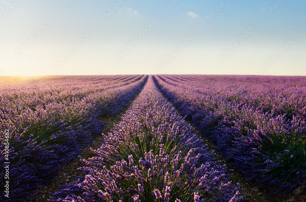 Obraz premium lavender field with cloudy sky
