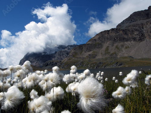  in the foreground white alpine flowers photo