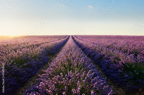 lavender field with cloudy sky