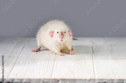 funny cute mouse looks with interest, background 
