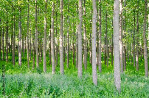 A young forest of poplar trees on the banks of the Danube River in Petrovaradin near Novi Sad  Serbia