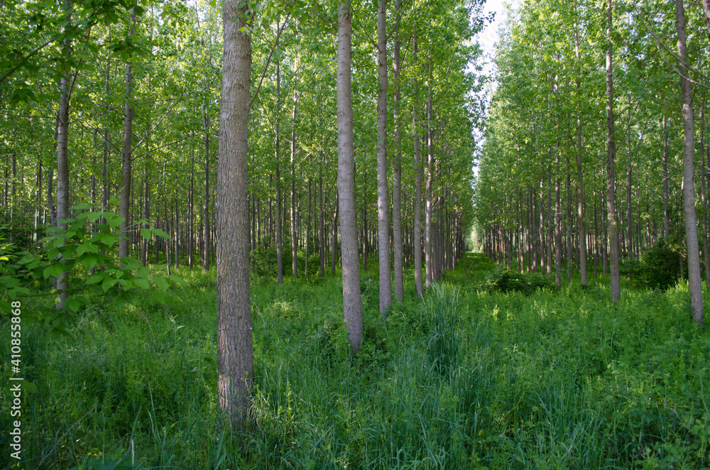 Fototapeta premium A young forest of poplar trees on the banks of the Danube River in Petrovaradin near Novi Sad, Serbia