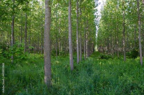 A young forest of poplar trees on the banks of the Danube River in Petrovaradin near Novi Sad, Serbia