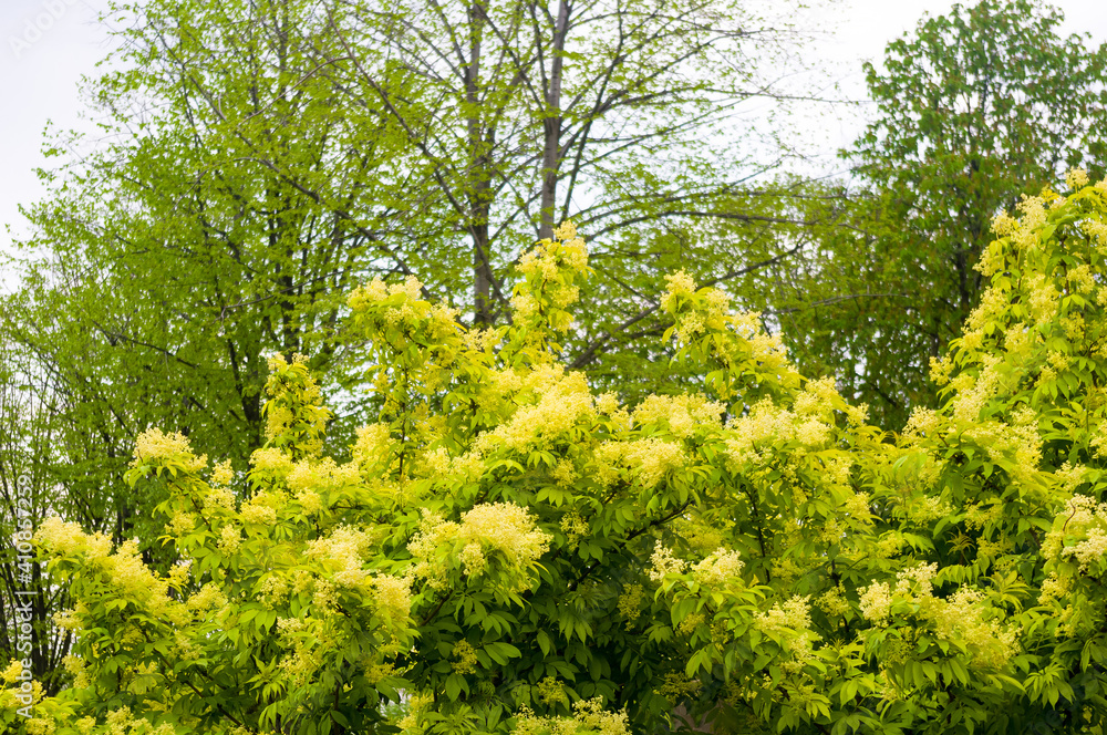 Fototapeta premium Spring landscape - bright green trees with young foliage on a bright warm sunny day in early spring.