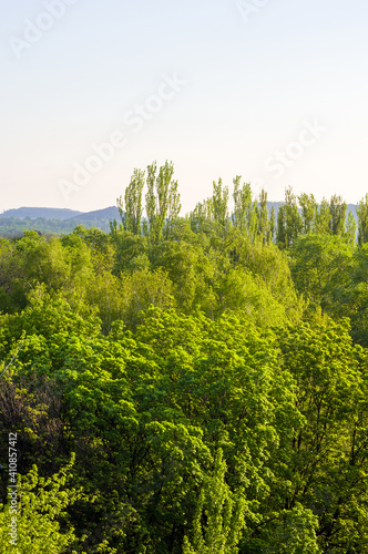 Spring landscape - bright green trees with young foliage on a bright warm sunny day in early spring.