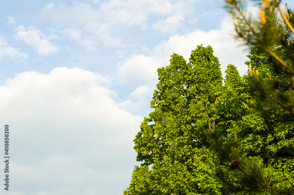 Spring landscape - bright green trees with young foliage on a bright warm sunny day in early spring. Spring landscape - bright green trees with young foliage on a bright warm sunny day in early spring.