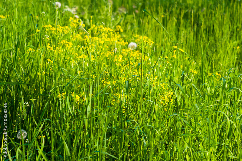 Spring Blooming field - bright green plants, grass and wildflowers with young foliage on a bright warm sunny day in early spring. Spring Blooming field - bright green plants, grass and wildflowers with young foliage on a bright warm sunny day in early spring.