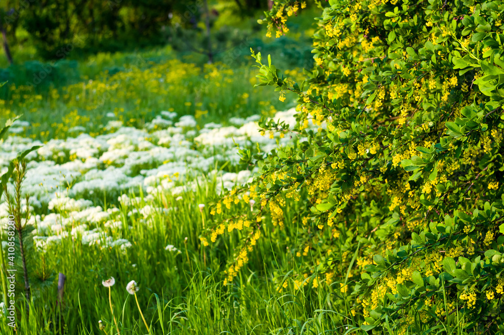Fototapeta premium Spring Blooming field - bright green plants, grass and wildflowers with young foliage on a bright warm sunny day in early spring.