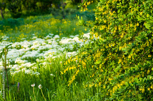Fototapeta Naklejka Na Ścianę i Meble -  Spring Blooming field - bright green plants, grass and wildflowers with young foliage on a bright warm sunny day in early spring.
