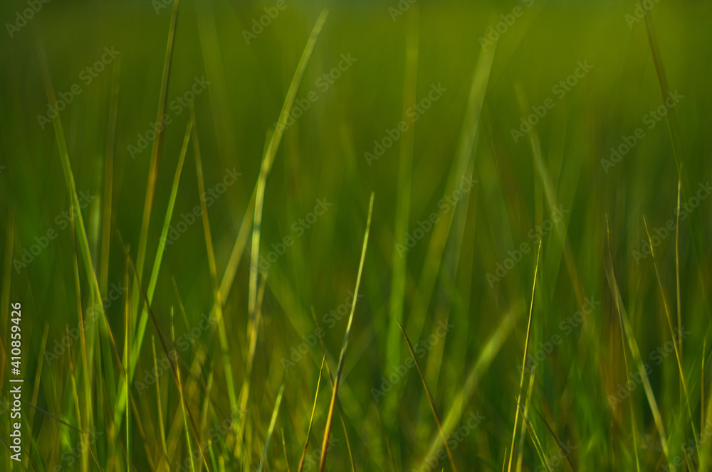 Wild plants and flowers close-up, early spring on a warm sunny day, bright beautiful background Wild plants and flowers close-up, early spring on a warm sunny day, bright beautiful background