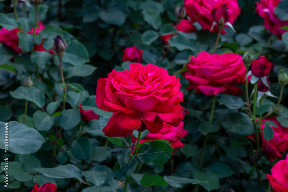Rose flower bed In the garden. Rose flower bed In the garden.