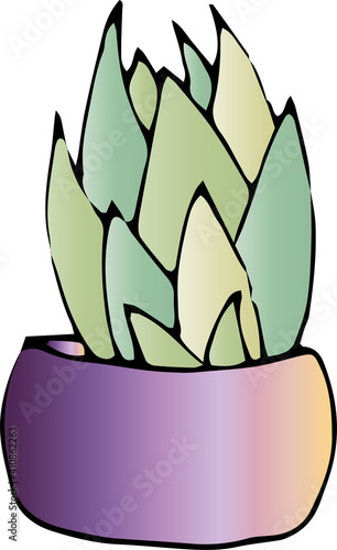 Cactus in a pot