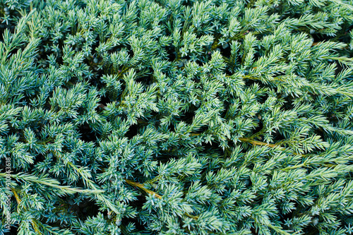 Background Of Plant Of Juniper Scaly In Garden In Summer Close Up.