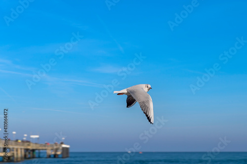 Seevögel an der Ostsee in Kühlungsborn, Mecklenburg-Vorpommern, Deutschland