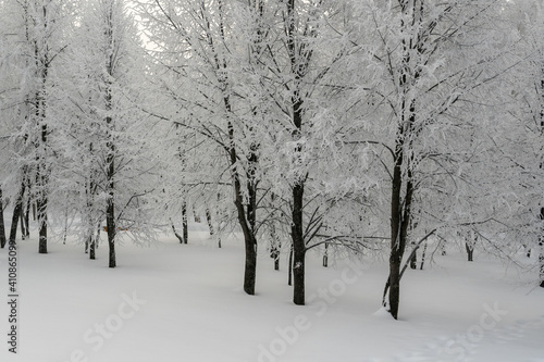 Frosty trees in city park in winter