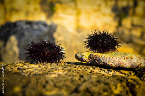 urchin on the beach photo