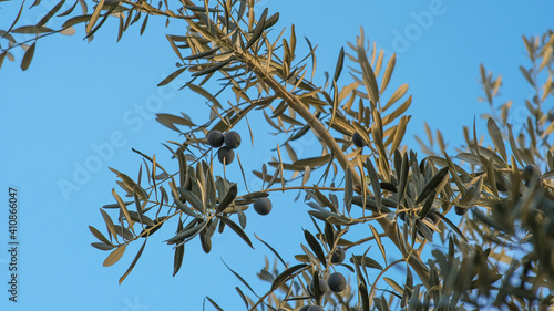 Olive tree - Beautiful fresh olives on the tree. 