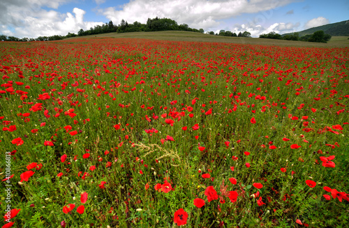 Champ de coquelicots    Corlier  Bugey  France