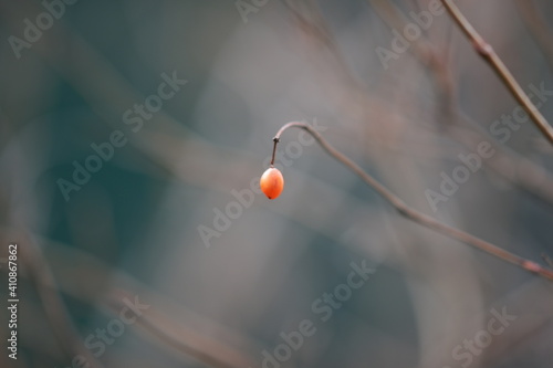 one red berry hang on the hawthorn bush branch