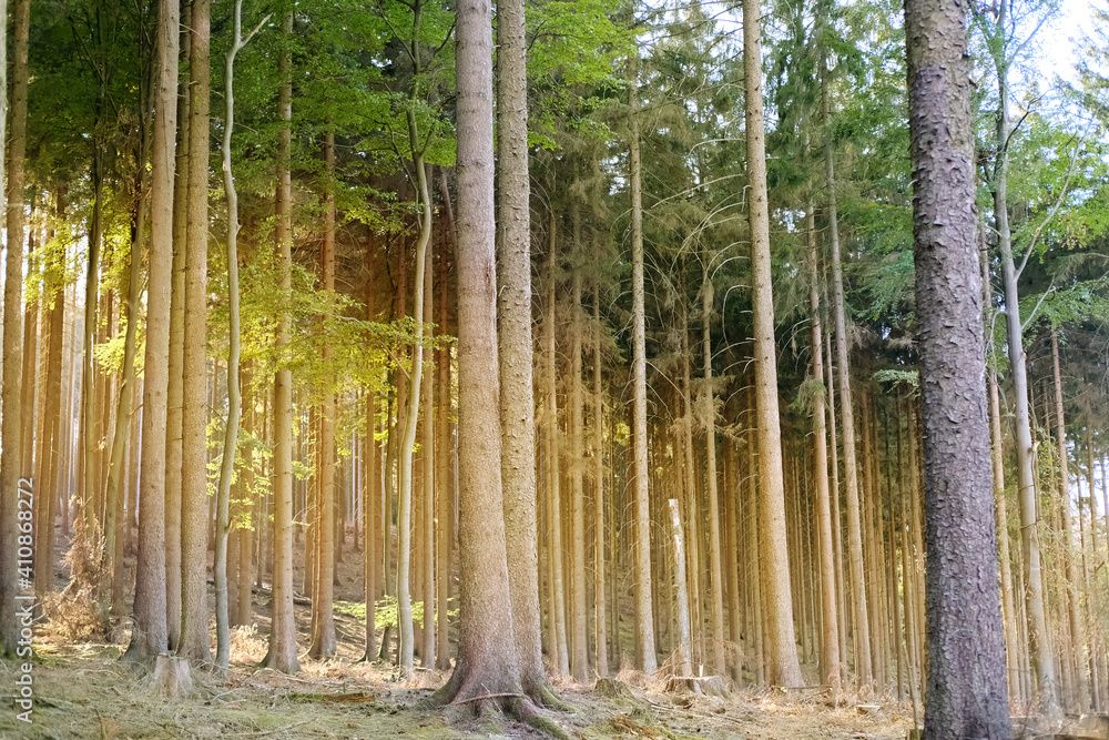 Obraz premium mixed forest in Taunus mountains, Germany, stream of sunlight illuminates trees, concept of nature protection, ecological balance, tourism, travel, wallpaper background