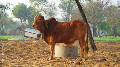 Indigenous Indian Gir cow Captured at agriculture farmland in the misty foggy morning. Wandering Bull in the field in winter season.