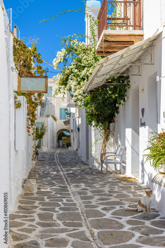 Fototapeta Naklejka Na Ścianę i Meble -  Traditional Cycladitic alley with a narrow street, whitewashed houses, a blooming white bougainvilleaand a beautifil  cat  in parikia, Paros island, Greece.