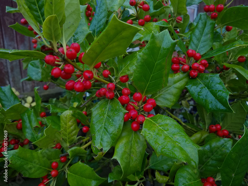 Ilex mutchagara 'Nellie R. Stevens'