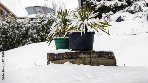 Kübelpflanzen im Garten überwintern - Palmenartige Pflanzen im Container schneebedeckt in einem garten