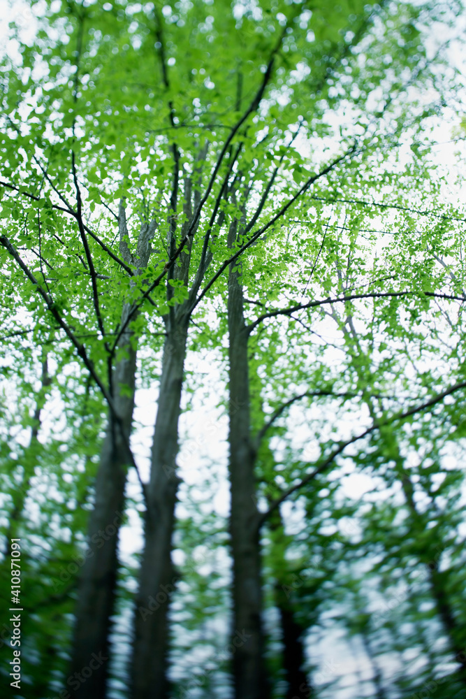 Beech Forest Beech Forest