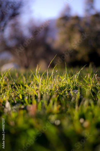 Sunny spring meadow with bright bokeh.