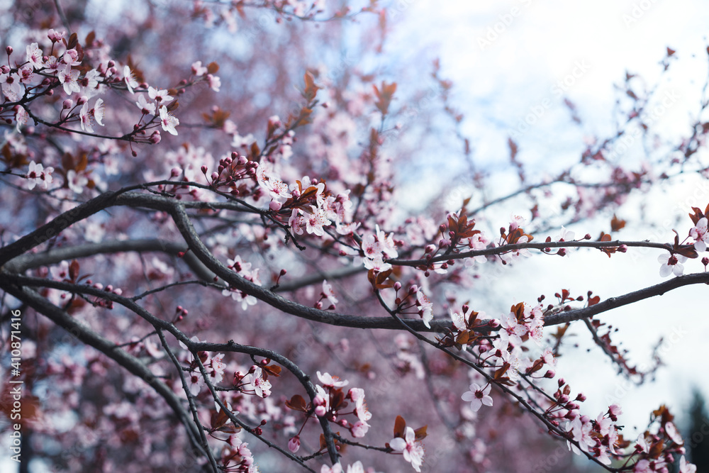 tree branch with buds and flowers tree branch with buds and flowers