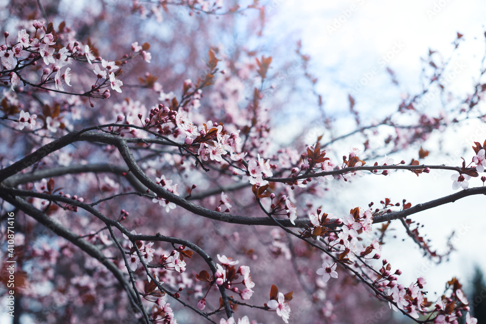 tree branch with buds and flowers