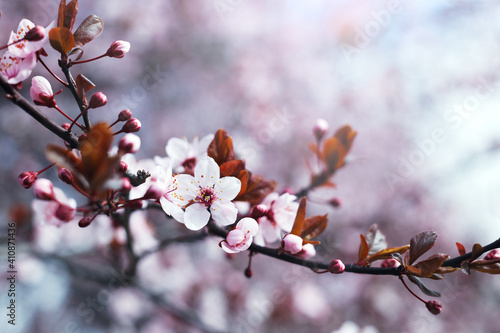 tree branch with buds and flowers