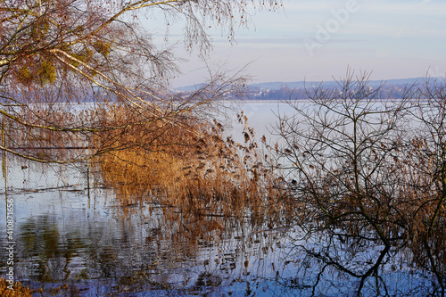 Reeds in the morning with lake Greifensee, Maur, Switzerland, in the background.