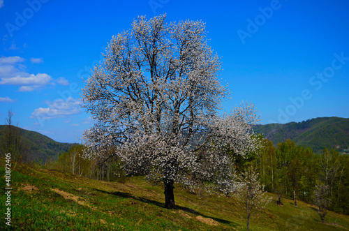 blooming cherry trees on a sunny day. Seasonal background. Flowering in spring time. Scenic image of trees in dramatic garden.