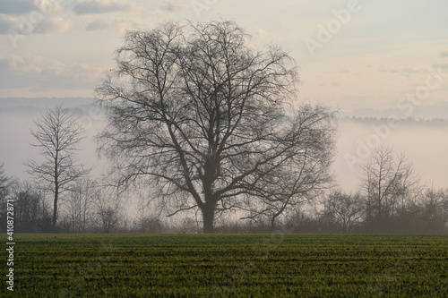 Misty morning in the field with tree in the middle.