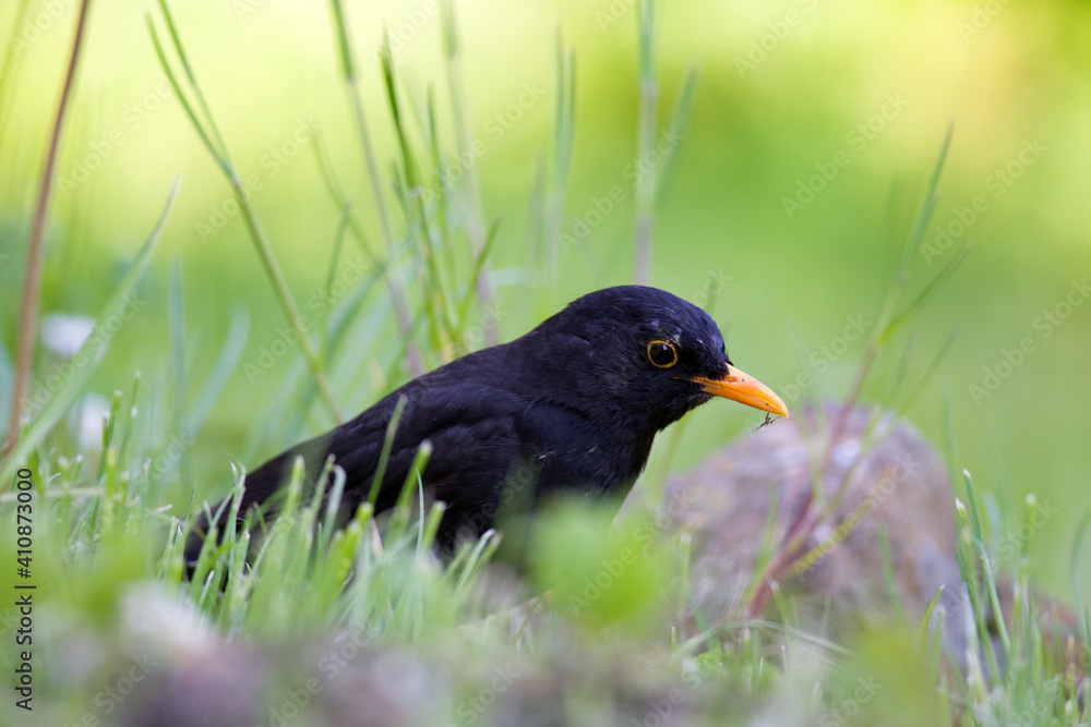 blackbird blackbird