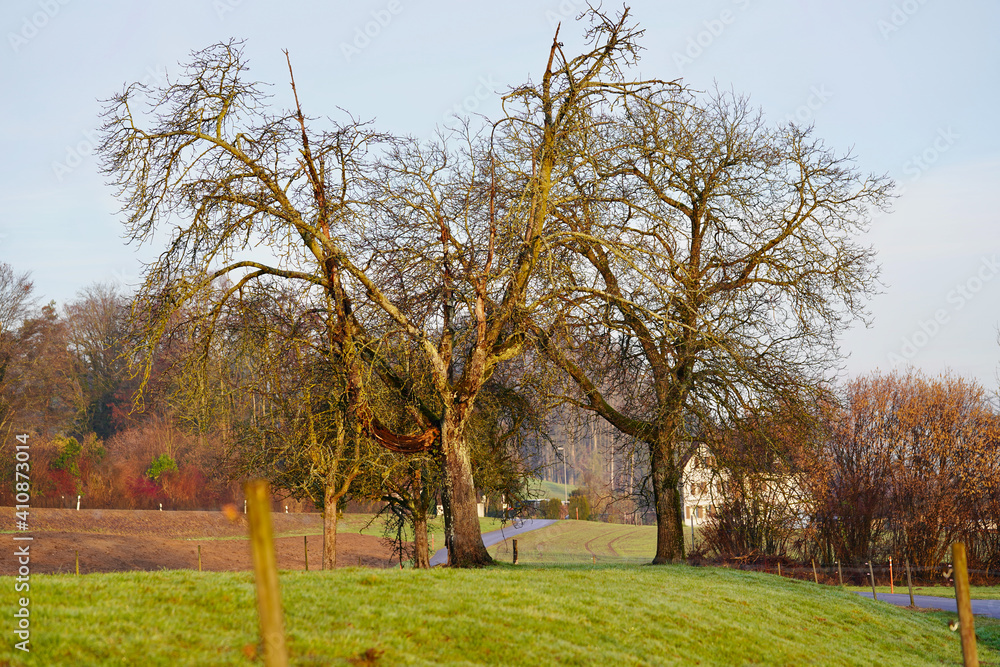 Obraz premium Trees in the fields with farm in the background.
