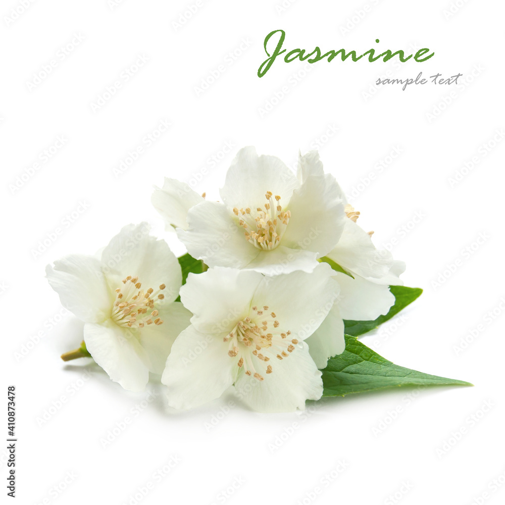 Spring of blooming jasmine on a white background