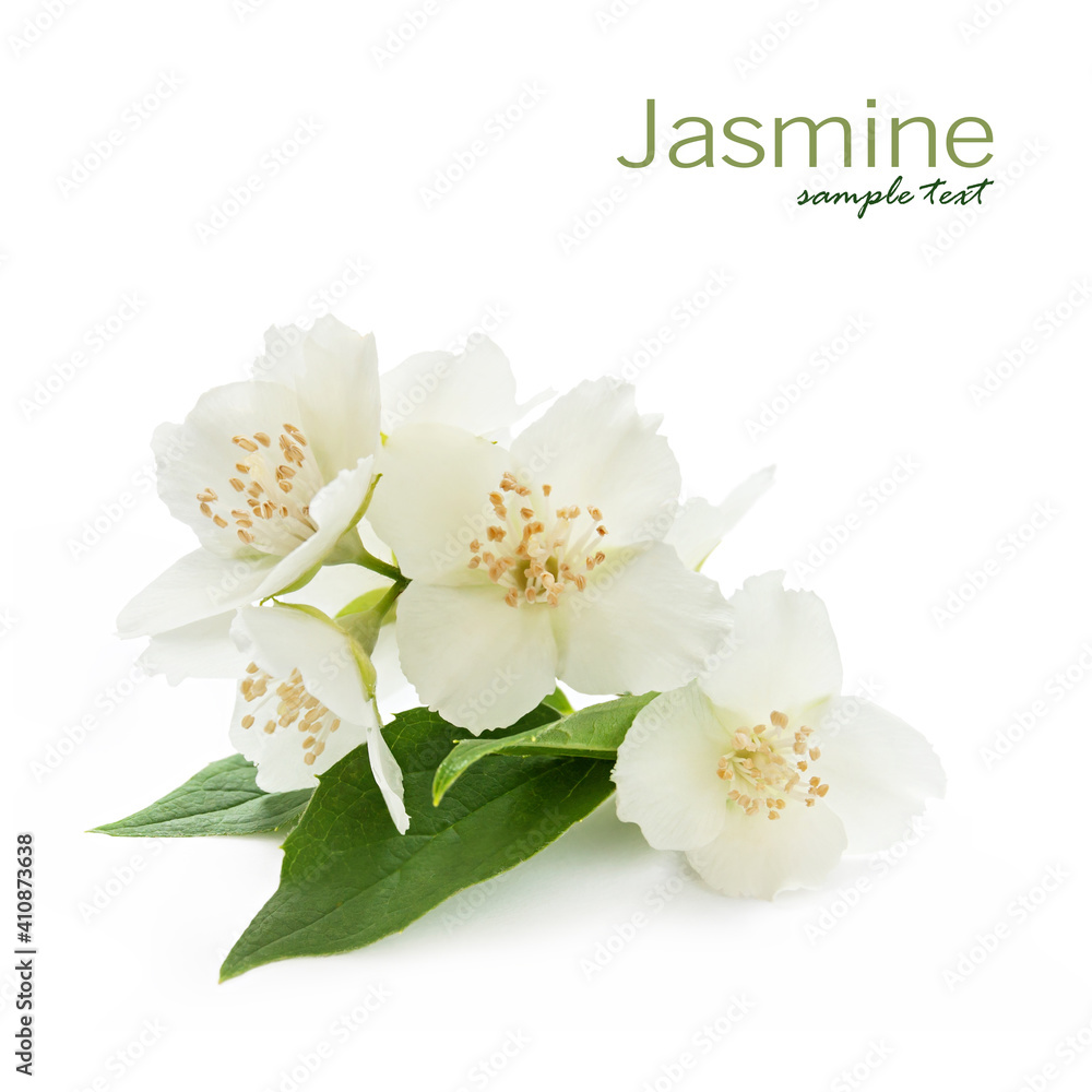 Fototapeta premium Spring of blooming jasmine on a white background