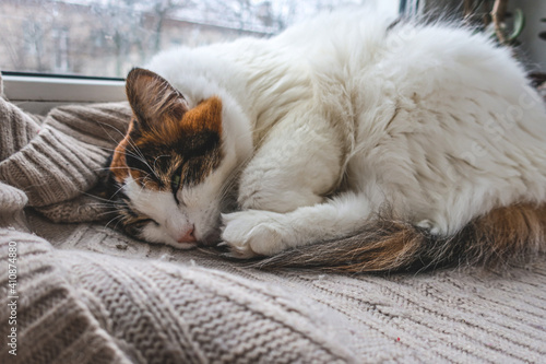 White domestic cat sleeping resting on windowsill toned in cold colors tones as illustration of cold freezing winter weather